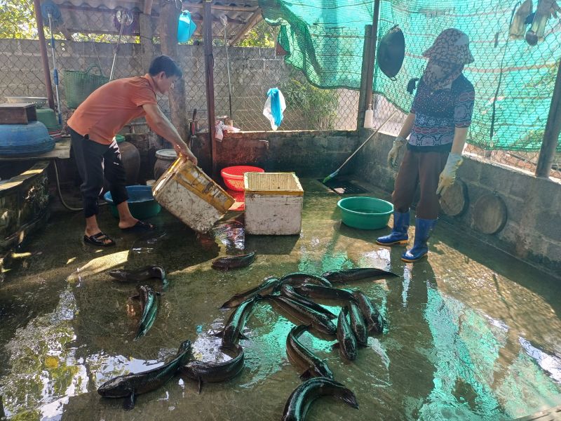 Gia đình chị Nguyễn Thị Hiền chuẩn bị sơ chế cá quả thương phẩm