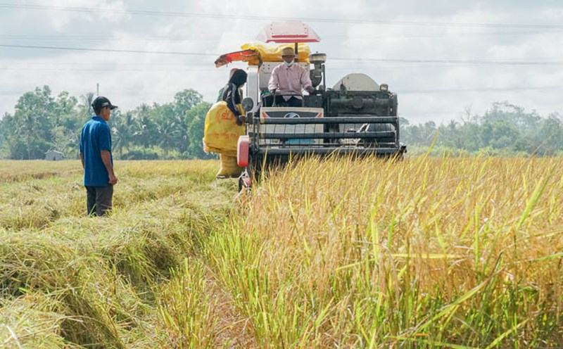 Hôm nay, giá lúa gạo giảm 100 -200 đồng/kg (Ảnh minh họa)