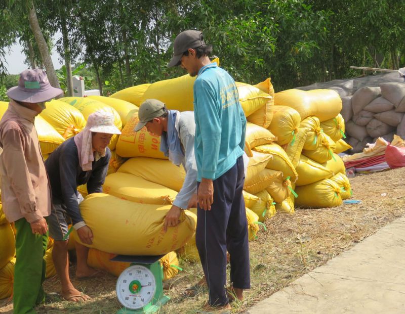 Hôm nay, giá lúa giảm nhẹ, giá gạo xuất khẩu giảm (Ảnh minh họa)