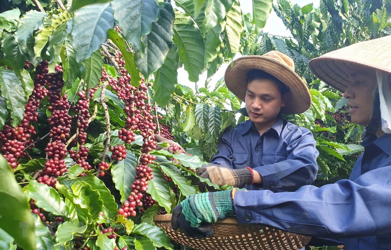 Xuất khẩu cà phê của Việt Nam 6 tháng đầu năm 2024 đã đạt gần 900.000 tấn, trị giá 3,04 tỷ USD.