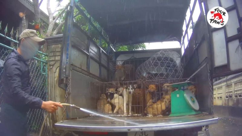 hầu hết c&aacute;c chuyến xe vận chuyển đều c&oacute; dấu hiệu vi phạm c&aacute;c quy định hiện h&agrave;nh, trong đ&oacute; tồn tại nhiều thiếu s&oacute;t lớn trong việc thực hiện c&ocirc;ng t&aacute;c kiểm tra tại c&aacute;c trạm kiểm dịch động vật tr&ecirc;n quốc lộ