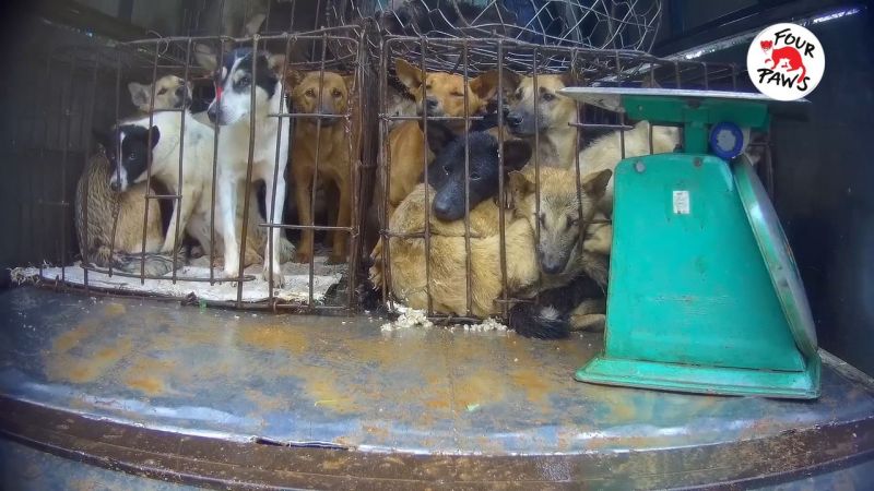 B&aacute;o c&aacute;o ghi nhận một trường hợp c&oacute; hơn 150 c&aacute; thể ch&oacute; v&agrave; m&egrave;o bị nhồi nh&eacute;t v&agrave;o khoang h&agrave;nh l&yacute; của một xe kh&aacute;ch li&ecirc;n tỉnh m&agrave; h&agrave;nh kh&aacute;ch kh&ocirc;ng hề biết về sự hiện diện của ch&uacute;ng.