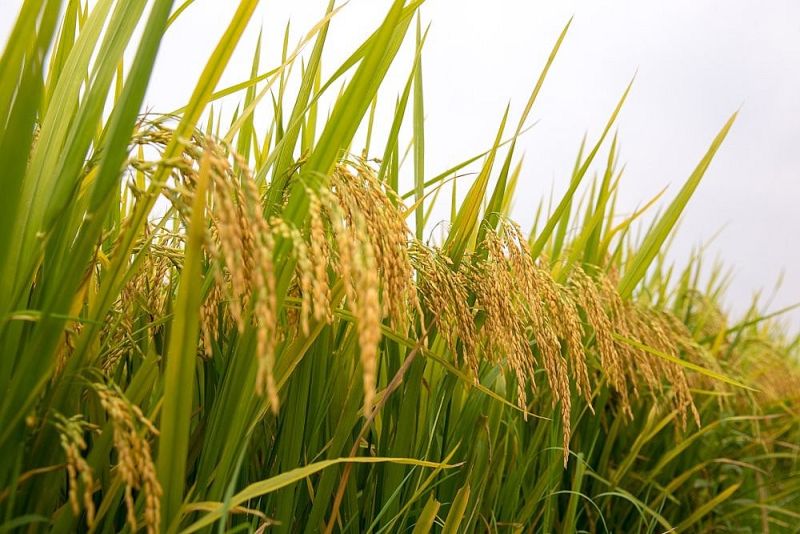 Hôm nay, giá giá gạo giảm 100 -150 đồng/kg, giá lúa giảm 100 đồng/kg. (Ảnh minh họa)