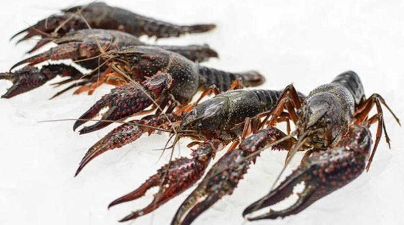 Kiểm tra, kiểm soát chặt chẽ việc nhập khẩu tôm hùm đất