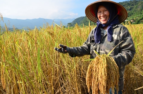 Giá lúa gạo duy trì ổn định, giá lúa không biến động nhiều. (Ảnh minh họa)