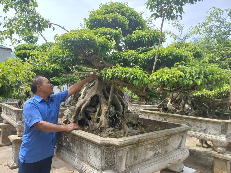 Ông Hoàng Văn Thiều say sưa bên công việc của một nhà vườn sinh vật cảnh