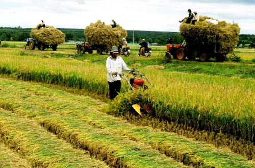 Miễn thuế sử dụng đất nông nghiệp sẽ giảm thu khoảng 7.500 tỷ đồng/năm. Ảnh Báo Hưng Yên.