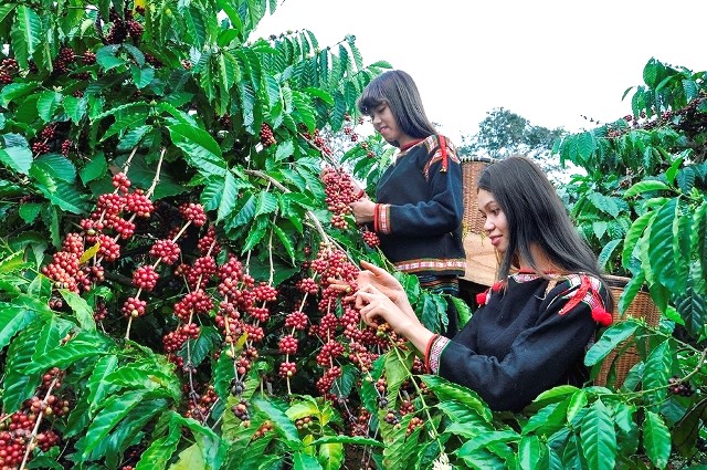 Nông dân Đắk Lắk trong mùa thu hoạch cà phê