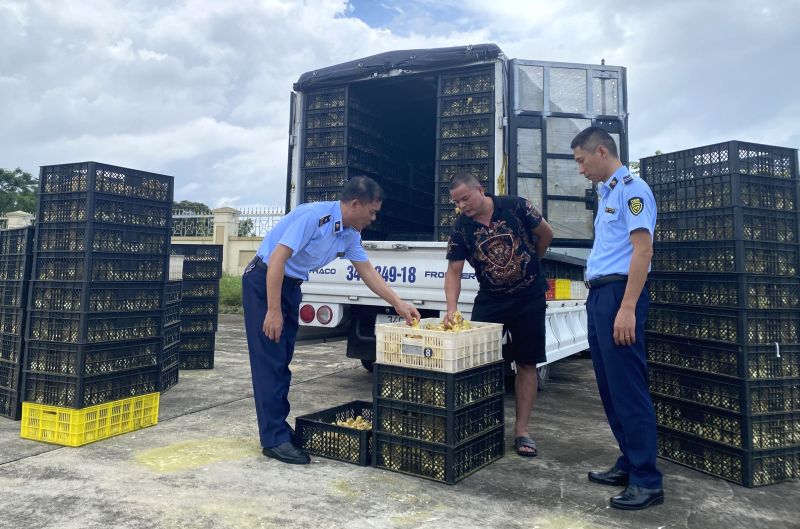 Quảng Ninh bắt giữ 20.240 con vịt giống không rõ nguồn gốc