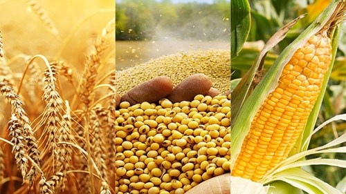 Theo FAO, năm 2024, sản lượng ngũ cốc toàn cầu sẽ đạt mức cao nhất mọi thời đại