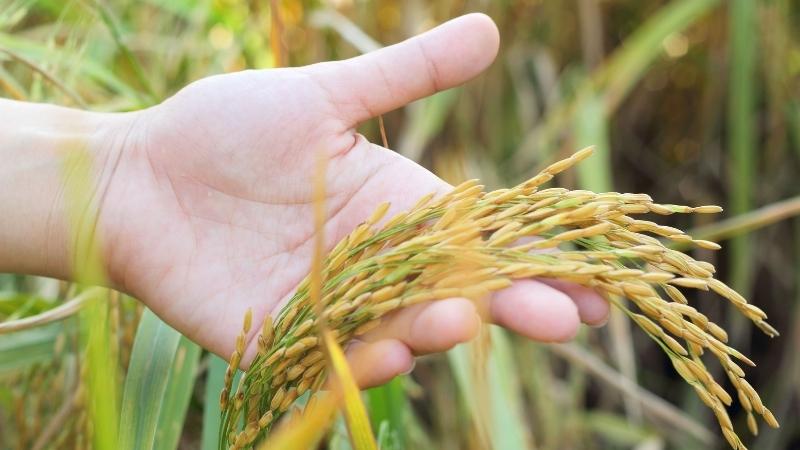 Giá lúa gạo hôm nay 8/7: Giá gạo tăng nhẹ 50 đồng/kg