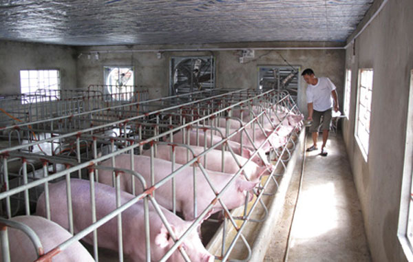 Giá heo hơi hôm nay 7/7: Cao nhất 69.000 đồng/kg