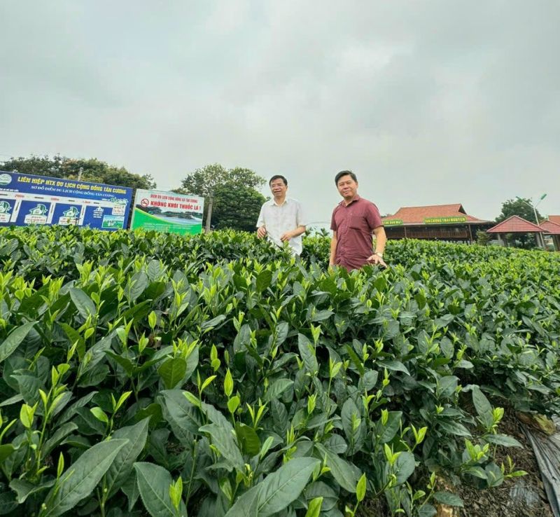 Mô hình trồng chè Tân Cương của tỉnh Thái Nguyên - Ảnh: VGP/TT