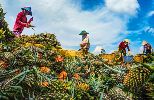 Hỗ trợ bà con nông dân làm nông nghiệp theo hướng bền vững để thoát nghèo là giải pháp đang được các tỉnh vùng đồng bằng sông Cửu Long thực hiện _Nguồn: nhiepanhdoisong.vn