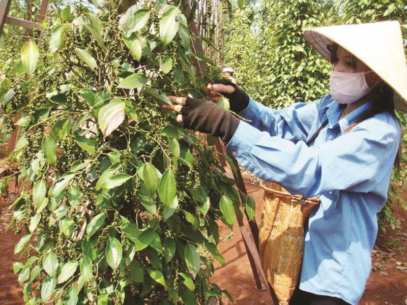 Đắk Nông là một trong những địa phương có sản lượng hồ tiêu cao nhất Việt Nam. (Ảnh minh họa)