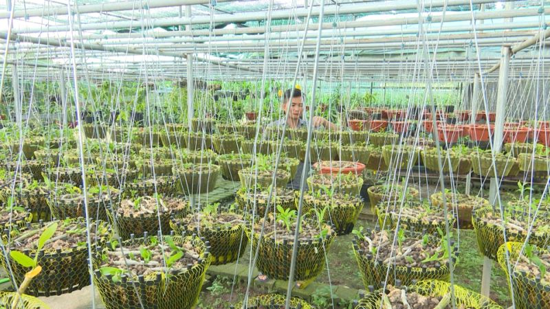 Khát vọng khởi nghiệp từ niềm đam mê của Vườn lan Dũng Long