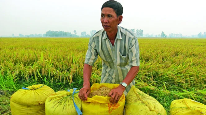 Giá lúa tăng, giảm 100 đồng, trong khi đó giá gạo xuất khẩu giảm. (Ảnh minh họa)