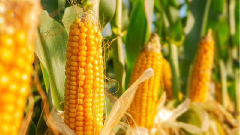 Vì sao, giá ngô “bật tăng” sau khi chạm đáy 4 năm