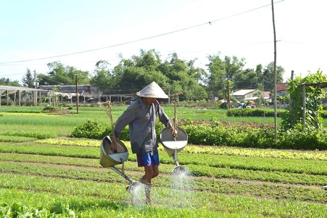 Làng rau Trà Quế Hội An