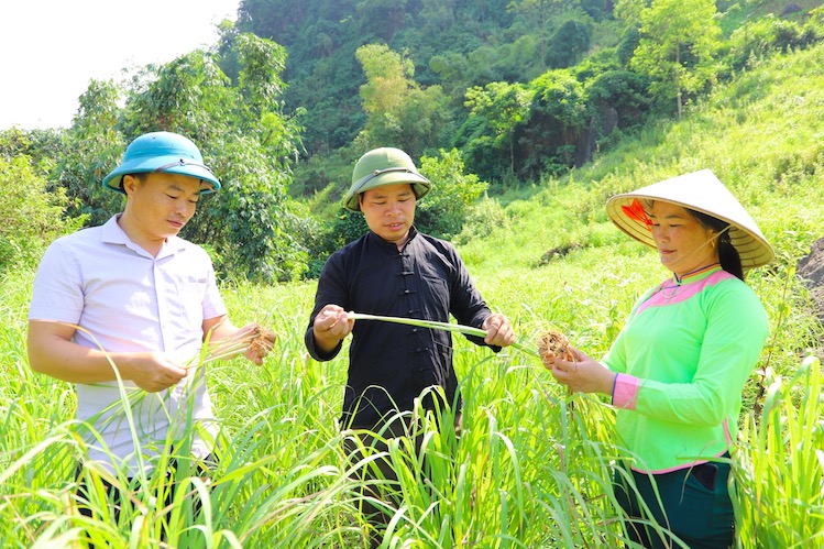 Ảnh minh hoạ