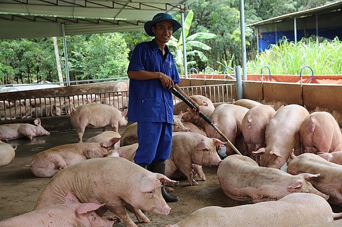 Giá heo hơi hôm nay 18/7: Cao nhất ở mức 67.000 đồng/kg