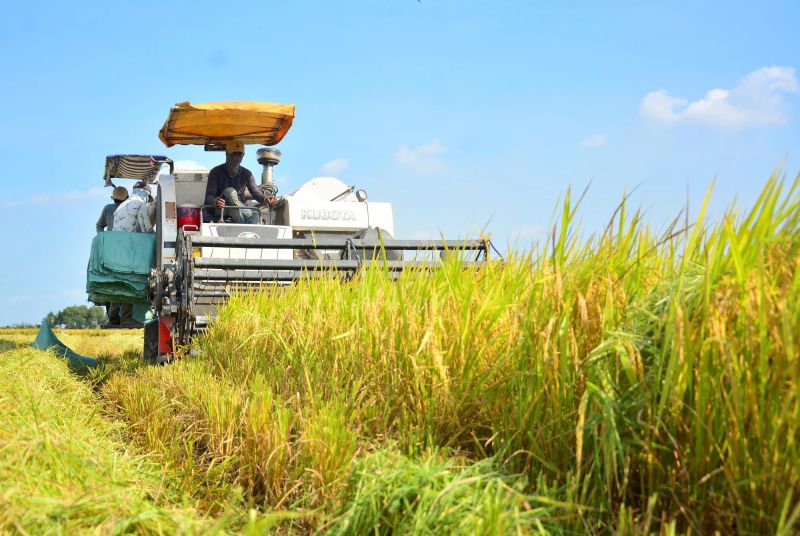 Giá lúa tăng mạnh lên đến 8.000 đồng/kg. (Ảnh minh họa)