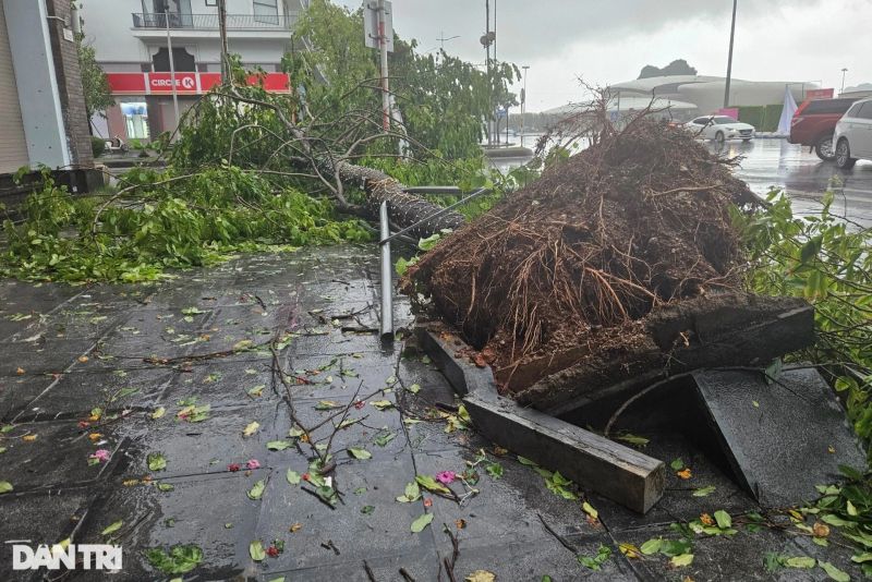 Tại Quảng Ninh, từ đêm qua cho đến sáng nay có mưa to kèm gió lớn khiến hàng loạt cây xanh bị gãy đổ.