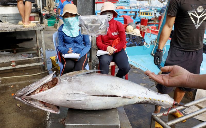 Nga đang trở thành 1 trong 5 thị trường nhập khẩu nhiều nhất cá ngừ của Việt Nam.