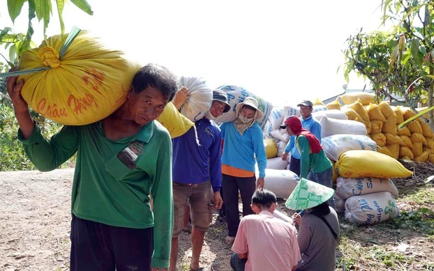 Giá lúa gạo hôm nay 26/7: Giá lúa tăng 100-300 đồng/kg