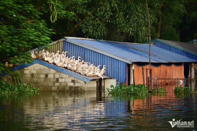 Nhiều đàn gia cầm của bà con nông dân phải đứng túm tụm trên nóc nhà. Hình ảnh ngay bên tỉnh lộ 412B. Ảnh: Đinh Tiến Cường