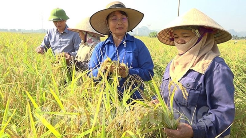 Vùng sản xuất lúa nếp cái hoa vàng tại Thị xã Kinh Môn