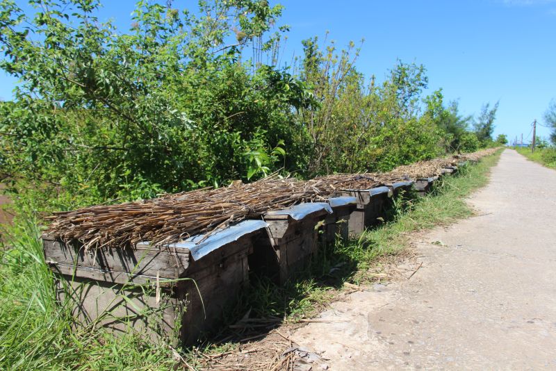 Nuôi ong dưới tán rừng sú vẹt ngoài lợi ích kinh tế còn duy trì tính đa dạng sinh học của các loài thực vật và góp phần bảo vệ môi trường sinh thái ven biển.