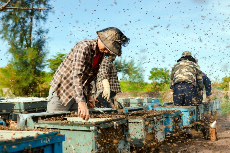 Theo thống kê của Vườn quốc gia Xuân Thủy, hằng năm có gần 20 hộ đăng ký nuôi ong lấy mật, với tổng đàn lên đến 8.000 đàn