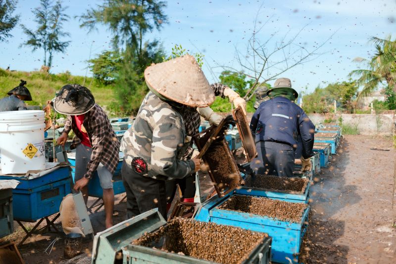 Vườn quốc gia Xuân Thủy, huyện Giao Thủy, tỉnh Nam Định là địa điểm lý tưởng để người dân nuôi ong lấy mật.