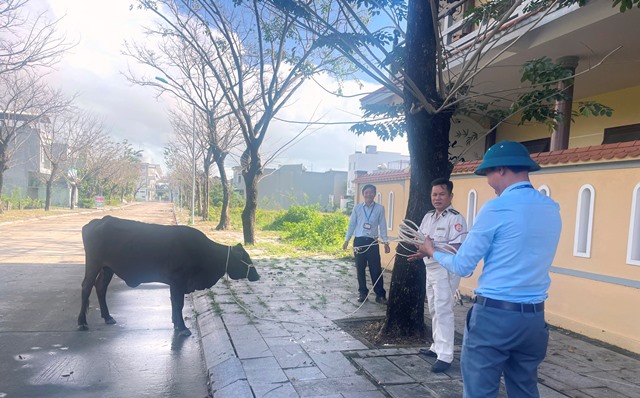 Lực lượng chức năng phường H&ograve;a Hiệp Nam thường xuy&ecirc;n ra qu&acirc;n, nhưng vấn nạn tr&acirc;u, b&ograve; thả rong vẫn tồn tại.