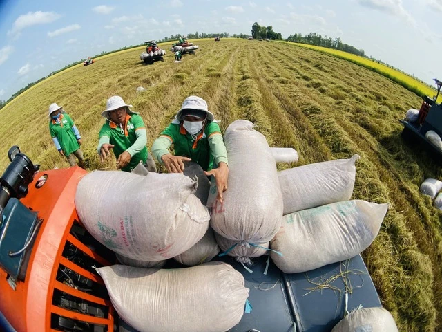 Thương mại gạo thế giới được dự báo tiếp tục tăng cao. Điều này sẽ tác động đến thị trường lúa gạo Việt Nam.