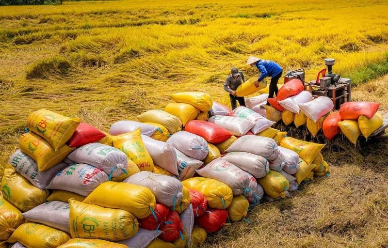 Hôm nay, giá gạo tăng từ 50 -150 đồng/kg, giá lúa ổn định. (Ảnh minh họa)