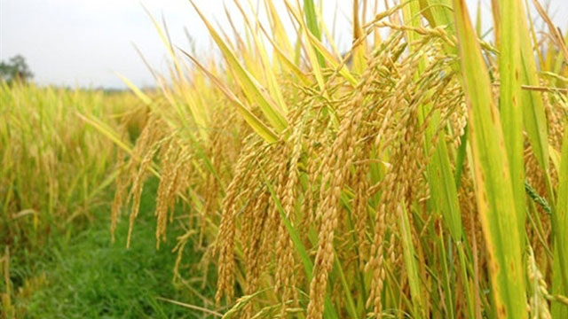 Giá lúa gạo hôm nay 5/8: Giá gạo tăng từ 50 -150 đồng/kg
