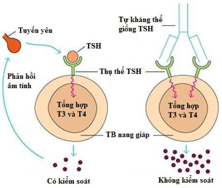 Nguyên nhân gây bệnh Basedow là do rối loạn hệ miễn dịch