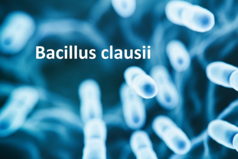 Lợi khuẩn Bacillus clausii được tìm thấy trong tự nhiên và trong đường ruột cơ thể người