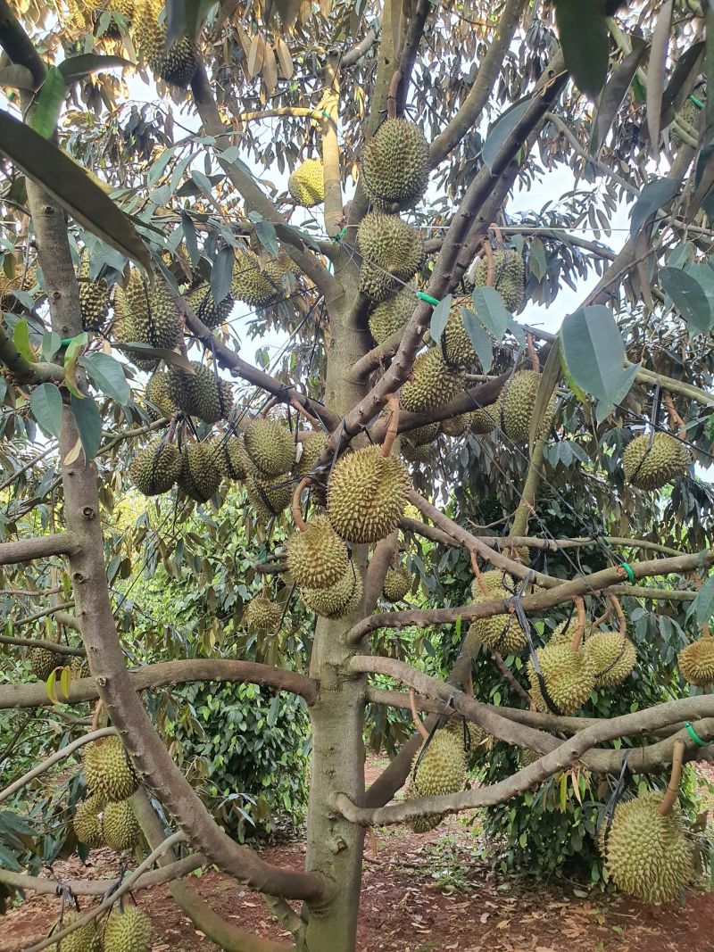 Krông Pắc được mệnh danh là thủ phủ sầu riêng của tỉnh Đắk Lắk Krông Pắc được mệnh danh là thủ phủ sầu riêng của tỉnh Đắk Lắk
