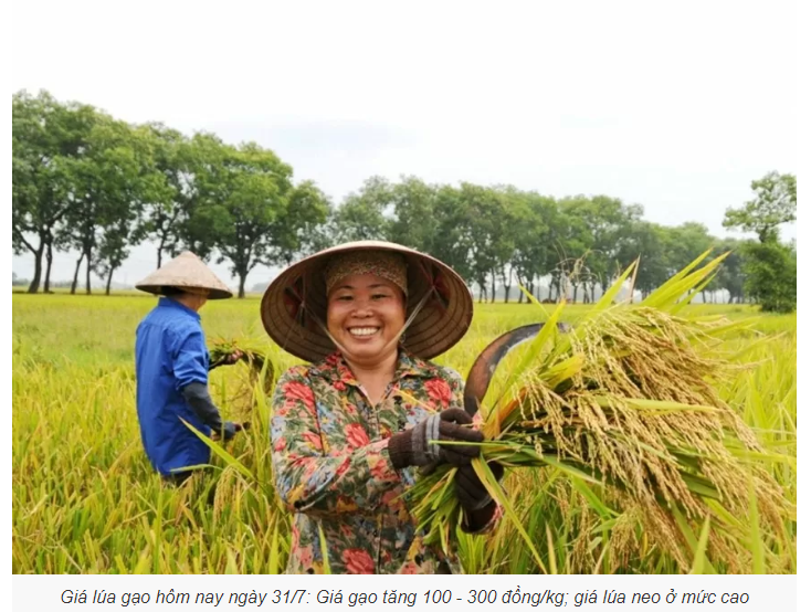 Hôm nay, giá lúa tăng từ 50-900 đồng. (Ảnh minh họa)