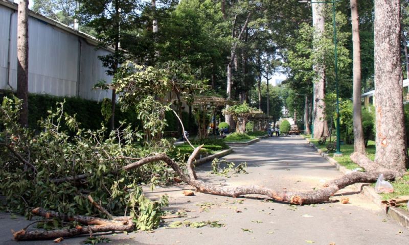 Hiện trường nhận c&acirc;y g&atilde;y khiến 2 người tử vong ở c&ocirc;ng vi&ecirc;n Tao Đ&agrave;n ng&agrave;y 9/8.