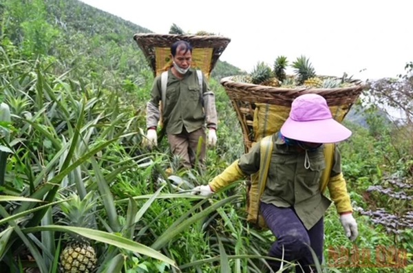 Thu hoạch dứa tại Lào Cai