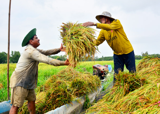 Giá lúa gạo hôm nay tăng 50 -100 đồng/kg. (Ảnh minh họa)