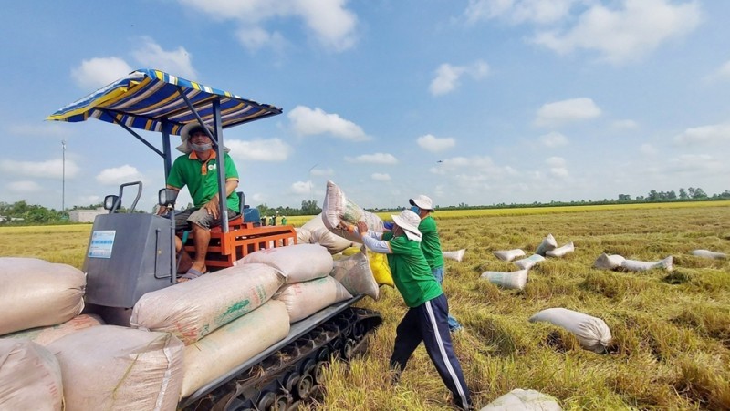 Giá lúa gạo hôm nay 17/8: Tăng với mặt hàng lúa và gạo