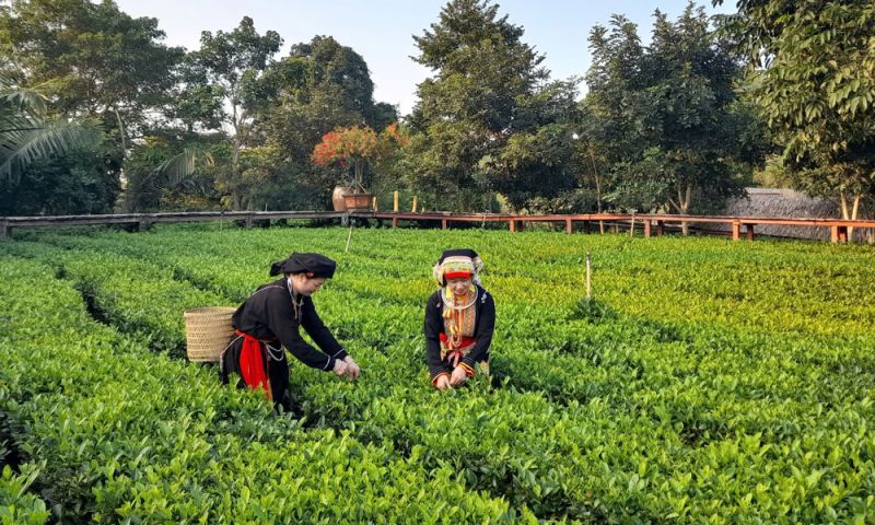 Mô hình trồng chè hữu cơ tại xã Xuân Lương (Yên Thế).