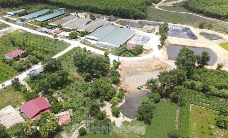 Trại lợn gây ô nhiễm môi trường bị phạt gần 300 triệu đồng