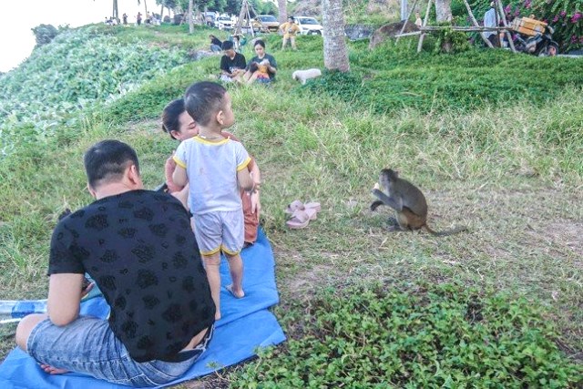 Người dân mất cảnh giác dễ bị khỉ tấn công Người dân mất cảnh giác dễ bị khỉ tấn công