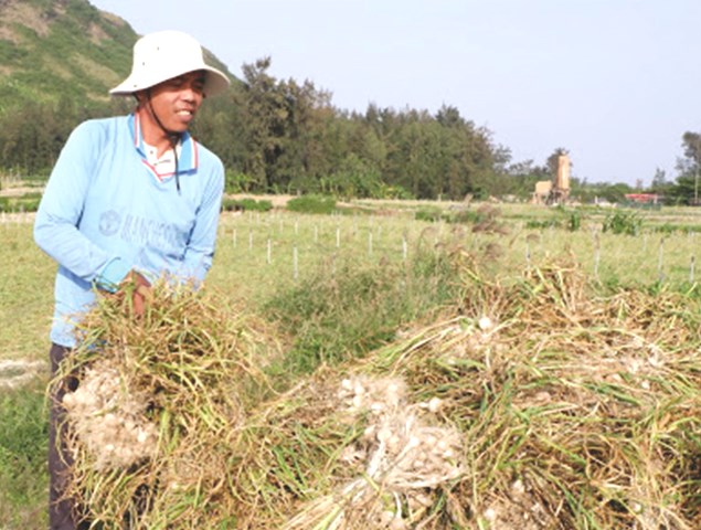 Đặc sản tỏi Lý Sơn gắn liền với đời sống bà con nông dân huyện đảo.